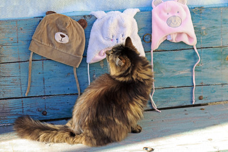 A Norwegian Forest Cat looks curiously at different hatsの写真素材