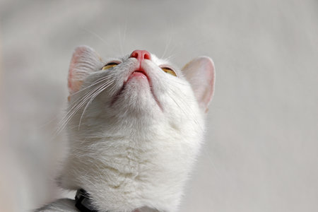Close-up of a young white cat with a pink nose looking upの写真素材