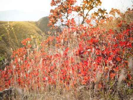 Bright and saturated fall red leaves valley in contra lightの写真素材