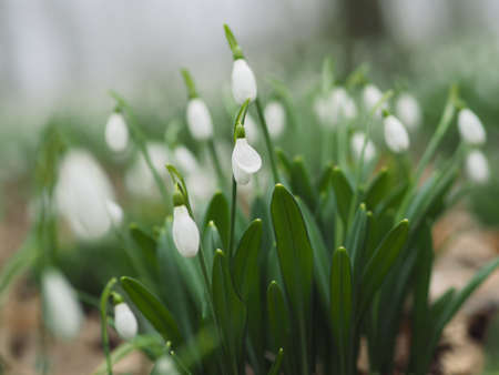 Early spring blooming wild Snowdrops flowers in highland forest