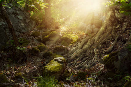 Fantasy elf forest with rocky trail and mighty tree roots, mystic and dreamy moodの写真素材