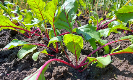 beets growing in the garden bed. colorful leaves, harvest, summer, gardening, vegetables farm