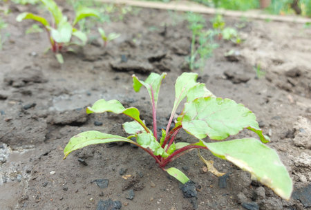 beets growing in the garden bed. colorful leaves, harvest, summer, gardening, vegetables farmの写真素材