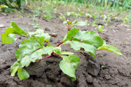 beets growing in the garden bed. colorful leaves, harvest, summer, gardening, vegetables farm