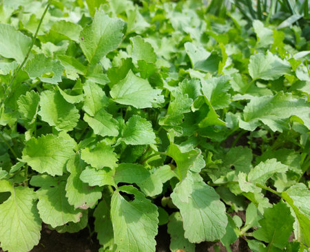 radish grows in the vegetable garden. plants. home gardeningの写真素材
