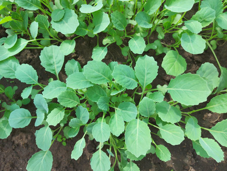 cabbage seedlings growing in a greenhouse. vegetable garden plant beds agricultural crops,...
