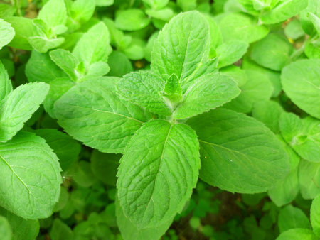 mint grows in the garden. green leaves. medicinal plant, seasoningの写真素材