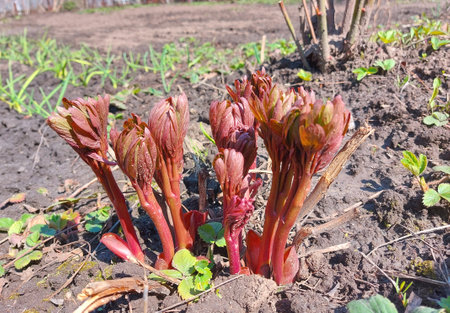 peony grows in the garden in spring. seedling small plants. gardening. sunny day. leavesの写真素材