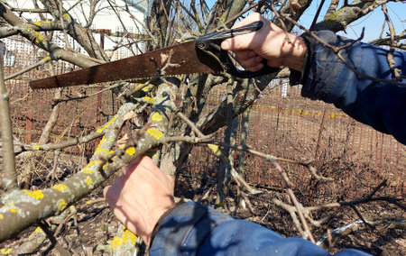 a man cuts a tree branch with a saw in the garden. spring pruning. gardening. removal of damaged...