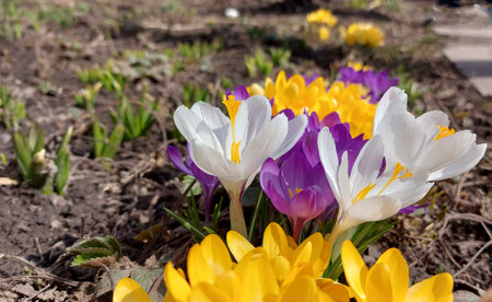 yellow, white and purple crocuses are blooming in the garden. early spring flowers. sunny weather. copy space, place for textの写真素材