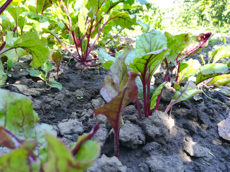 beets growing in the garden bed. colorful leaves, harvest, summer, gardening, vegetables farm