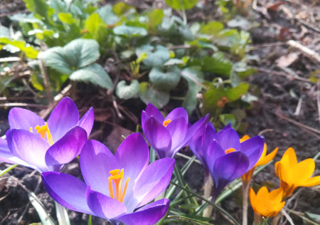 crocuses are blooming in the garden. banner with purple, violet spring flowers. place for text....