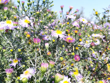 asters bloom in an autumn flowerbed on a sunny day. close-up flowers autumn blue lilac purpleの写真素材