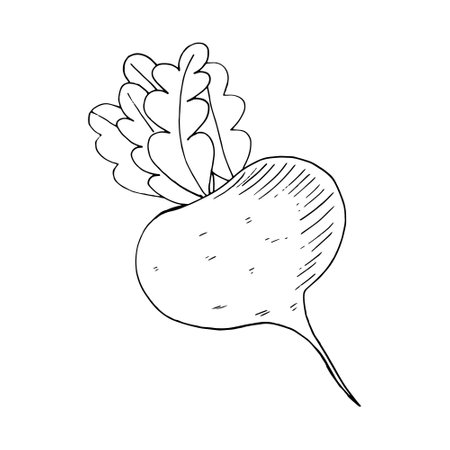 turnip, beet sketch hand drawn vector doodle icon, scandinavian, monochrome, minimalism. vegetable, harvest, label card sticker posterのイラスト素材