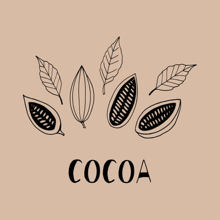 cocoa beans with leaves and lettering isolated hand drawn vector doodle. template concept for design poster, label, menu, card, sticker. plantのイラスト素材