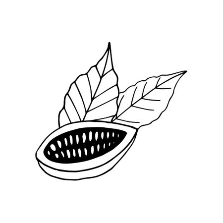 cocoa bean half with leaves hand drawn vector doodle. concept icon logo composition for design label, menu, sticker. food plantのイラスト素材