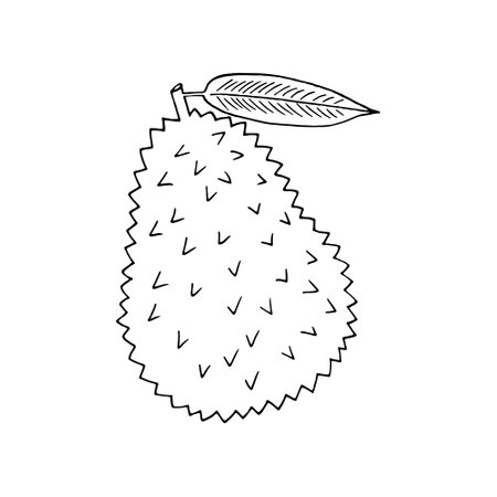 durian fruit hand drawn in doodle style. icon, sticker, menuのイラスト素材