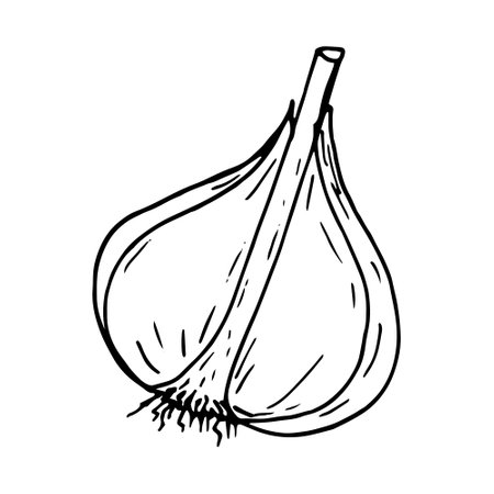 garlic half head. icon, label, menu. sketch hand drawn doodle. vector monochrome minimalism. plant food spiceのイラスト素材