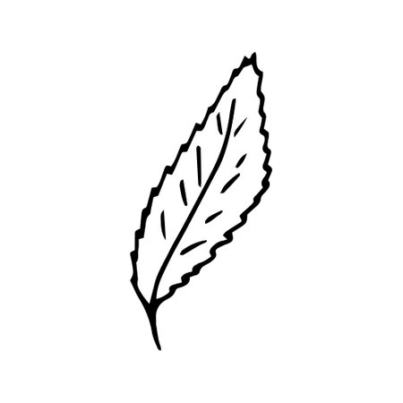 leaf hand drawn in doodle style. simple minimalist line art. monochrome icons. plantのイラスト素材