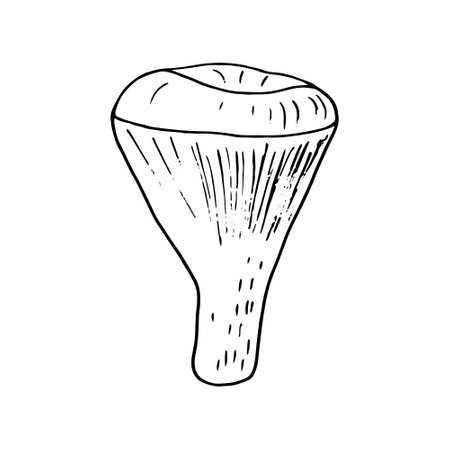 chanterelle mushroom sketch hand drawn doodle. icon, card, poster, vector, monochrome nature food ingredientのイラスト素材