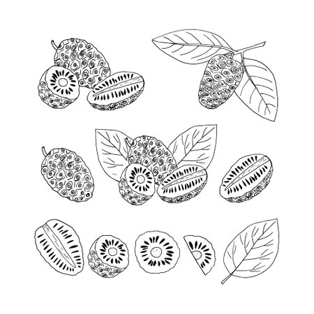 noni fruit and leaves on a branch set hand drawn doodle. vector, minimalism, scandinavian, monochrome, nordic, sketch. icon sticker label isolated superfood foodのイラスト素材
