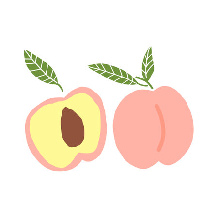 peach and half hand drawn doodle. vector, minimalism. food, fruit print sticker decorの写真素材