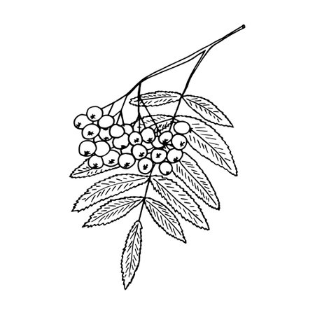 rowan on a branch with leaves hand drawn in doodle style. plant, nature, autumnのイラスト素材