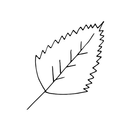 leaf hand drawn in doodle style. single element for design icon, card, poster, sticker. vector, scandinavian, hygge, monochrome. autumn, summer, foliage forest tree falling leavesのイラスト素材