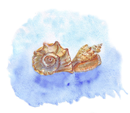 watercolor of seashells on a blue watercolor spot sea summer vacation hot holidayの写真素材