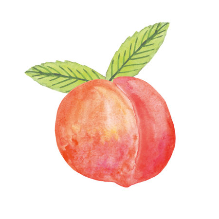 peach with leaf watercolor object isolated on a white background. Element for design postcard, poster, packaging, label, menu. fruit, summer, food, harvest, juice, jam ripe brightの写真素材