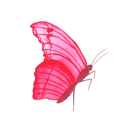 watercolor pink butterfly insect summer beautiful tropical exoticの写真素材