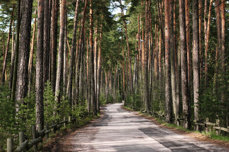 Forest roadの写真素材