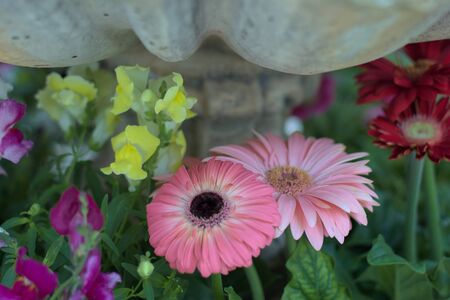 spring flowersの写真素材