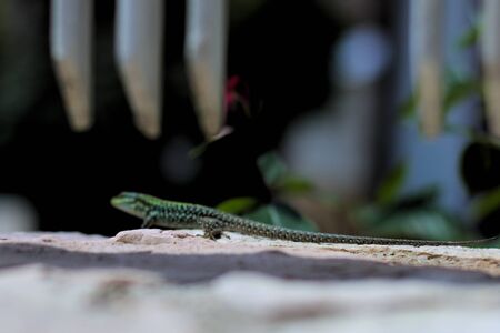 Lizardの写真素材