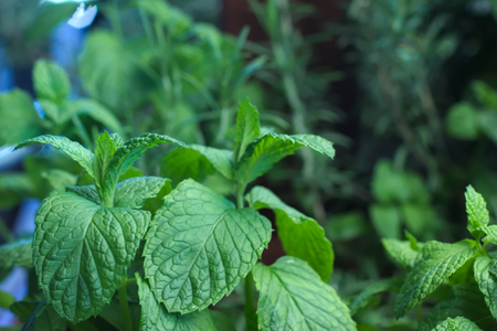 Spear mintの写真素材