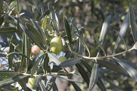 branches of olivesの写真素材