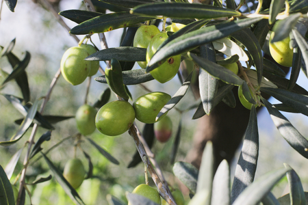 branches of olivesの写真素材