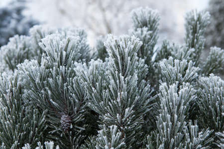 Pine branch with long needles in the frost. Christmas tree with pine cones, snow.