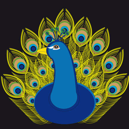 Peacock  on black background. Vector illustration.のイラスト素材
