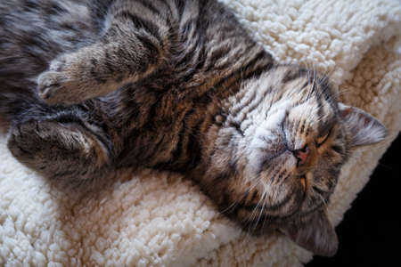 Sleeping tabby cat on white soft pillow