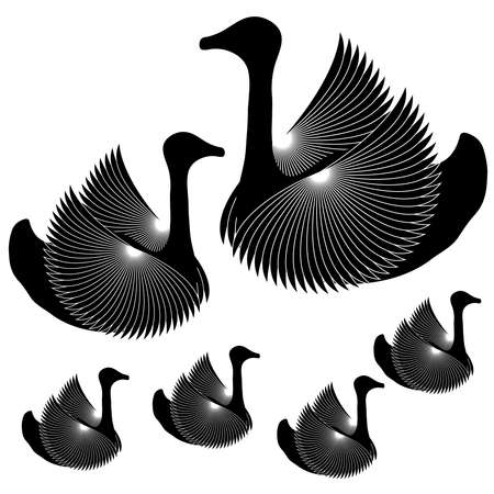 Black swans on white background. Vector illustration.のイラスト素材