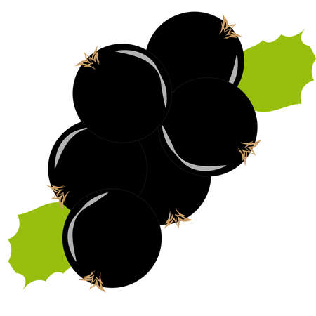 Black currant on white background. Vector illustration.のイラスト素材