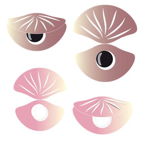 Scallops with pearl on white background. Vector illustration.のイラスト素材