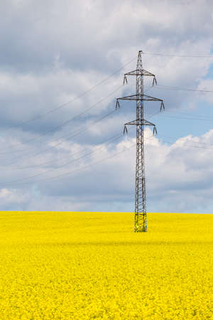 High voltage buses in a yellow rape field. Nature and technology.