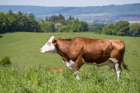 Cow grazing on the pasture. Nature fauna and flora. Wildlife.