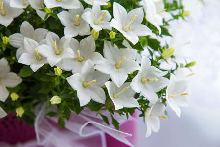 Photo of white flowers with pink bowl. Plants and gardening.の写真素材