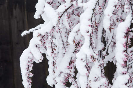 Photo of snowy plants in winter. Gardening.の写真素材