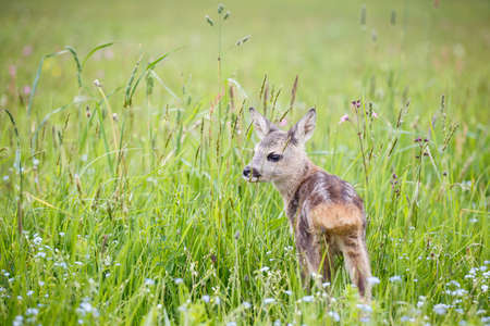 Young deer standing on blooming meadow. Summer fauna and flora.Wildlife.の写真素材