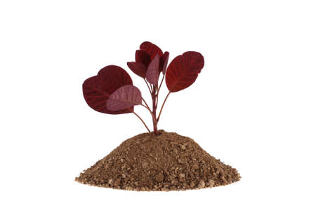 Photo of a plant growing on a hill of clay isolated on a white background. Plants and gardening.の写真素材