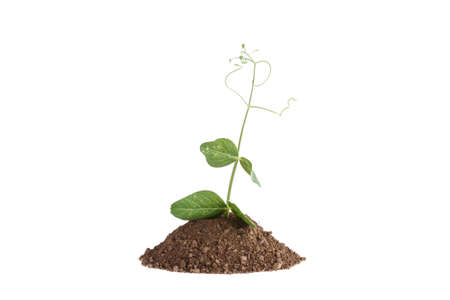 Photo of a plant growing on a hill of clay isolated on a white background. Plants and gardening.の写真素材